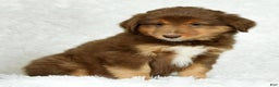 Australian Shepherd dogs for sale: Max - Ad 3