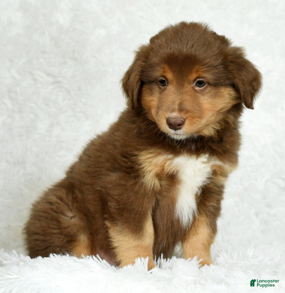 Australian Shepherd dogs for sale: Max - Ad 3