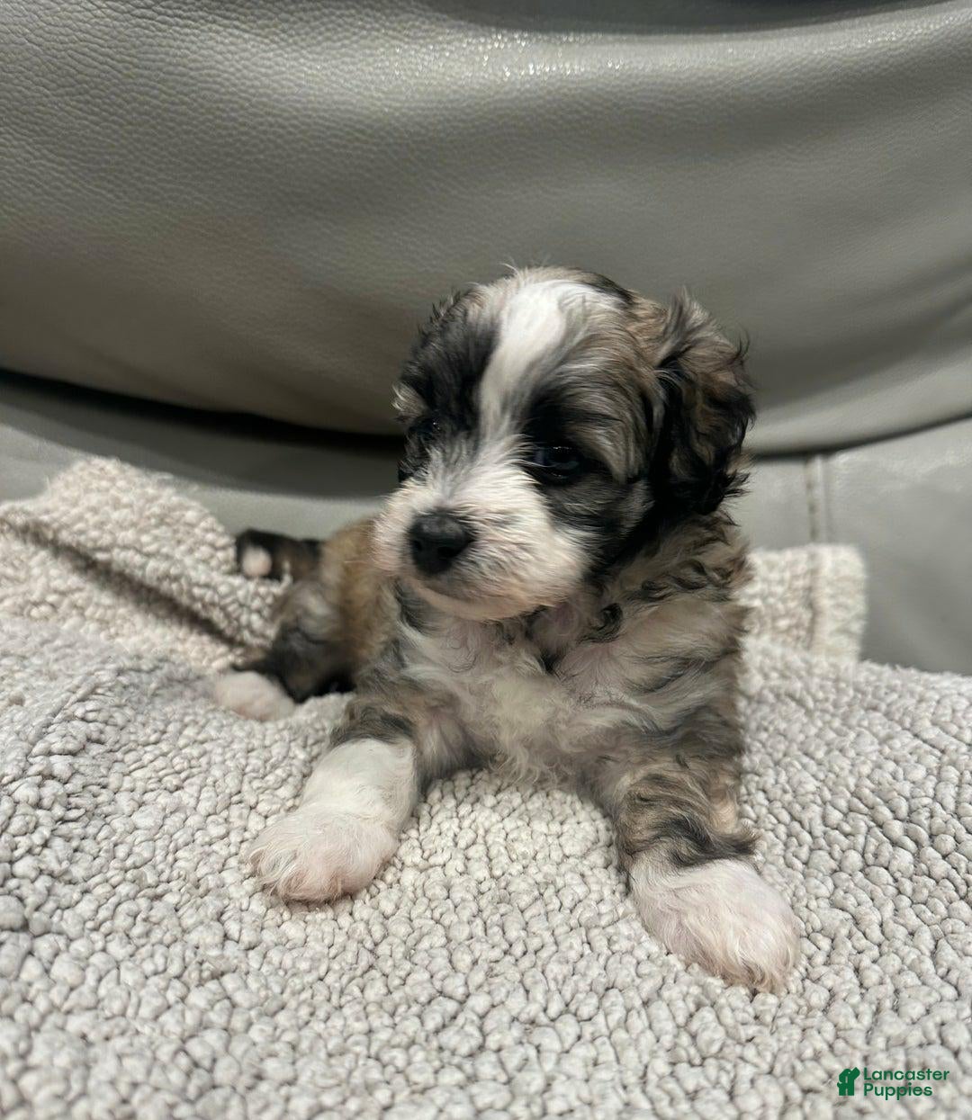 Maltipoo dogs for sale: Joel - Ad 16