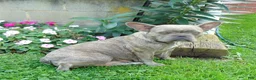 French Bulldog dogs for sale: Maggie - Ad 11