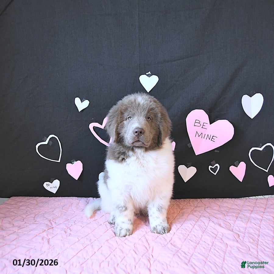 Newfoundland dogs Oliver - Ad 2
