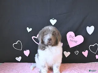 Newfoundland dogs Oliver - Ad 2