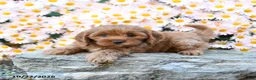 Cavapoo dogs for sale: Teddy - Ad 3