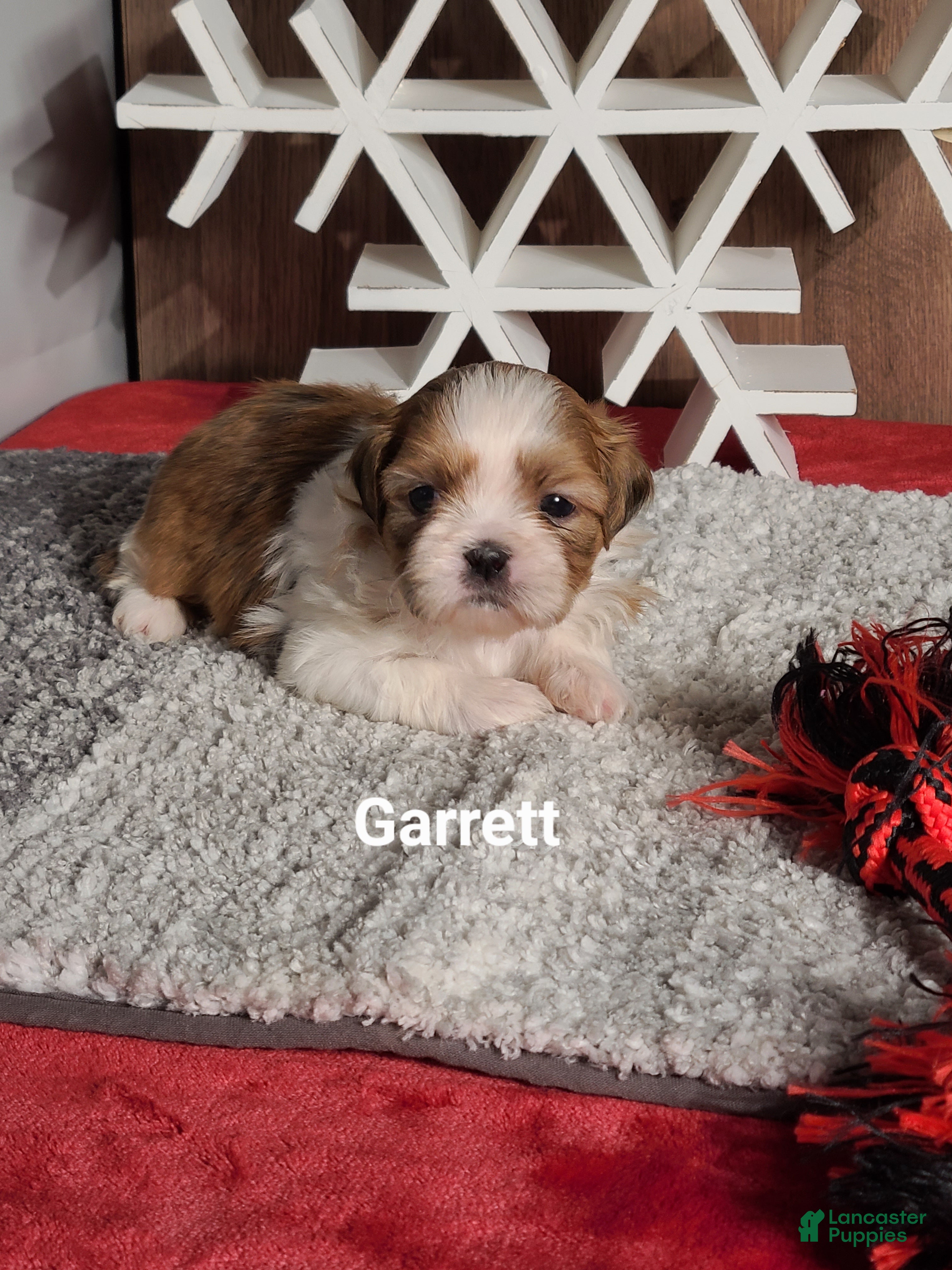 Shih Tzu dogs GARRETT  - Ad 20