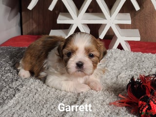 Shih Tzu dogs GARRETT - Ad 20