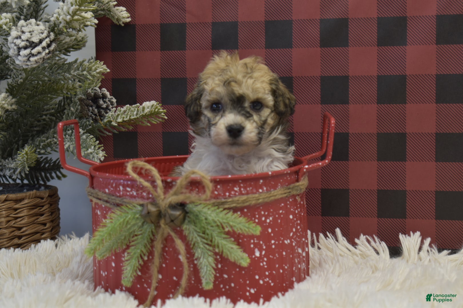 Miniature Poodle dogs Merdell - Ad 13
