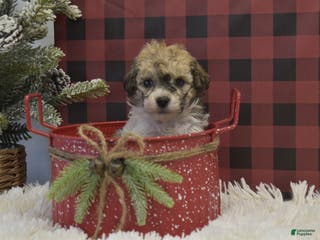Miniature Poodle dogs Merdell - Ad 5