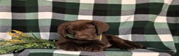 Labrador Retriever dogs for sale: Wallace  - Ad 4