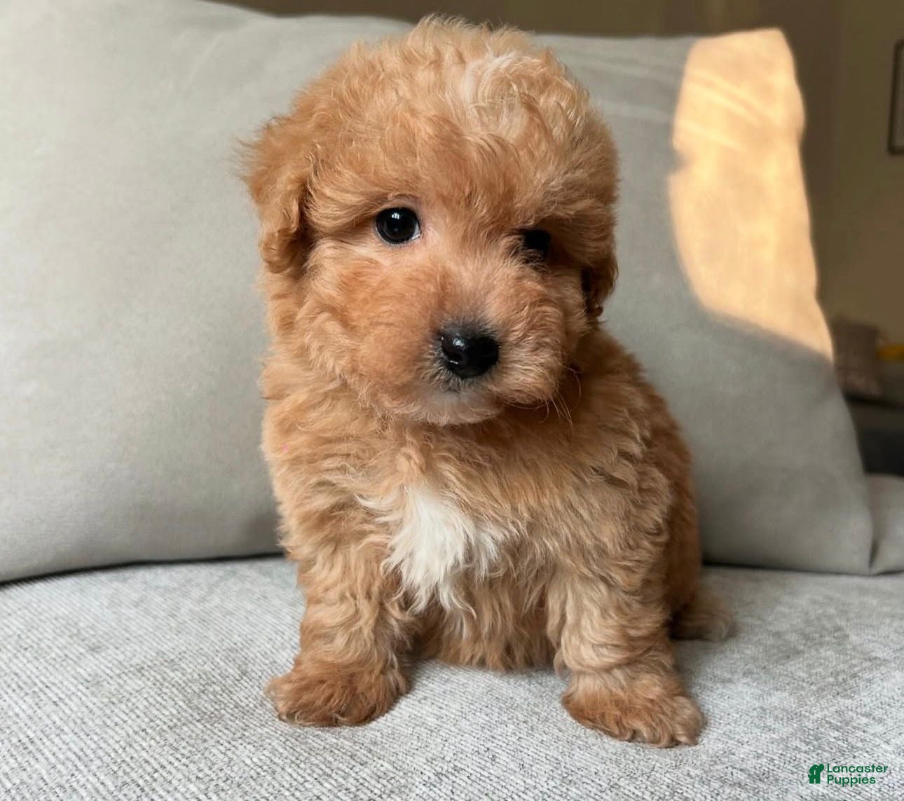 Toy Poodle dogs Toy Poodle Puppy 4 - Ad 1