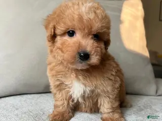 Toy Poodle dogs for sale: Toy Poodle Puppy 4 - Ad 2