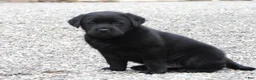 Labrador Retriever dogs for sale: Labrador Retriever Puppy 3 - Ad 3