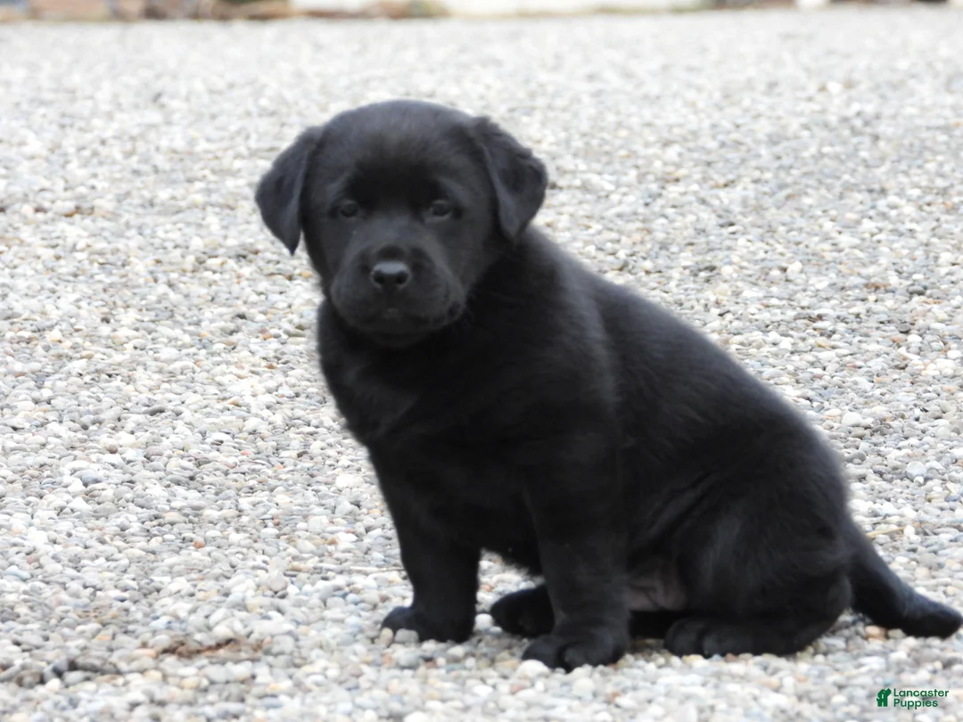 Labrador Retriever dogs for sale: Labrador Retriever Puppy 3 - Ad 3