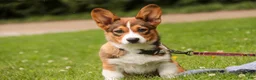 Welsh Corgi Pembroke dogs for sale: Giselle - Ad 1