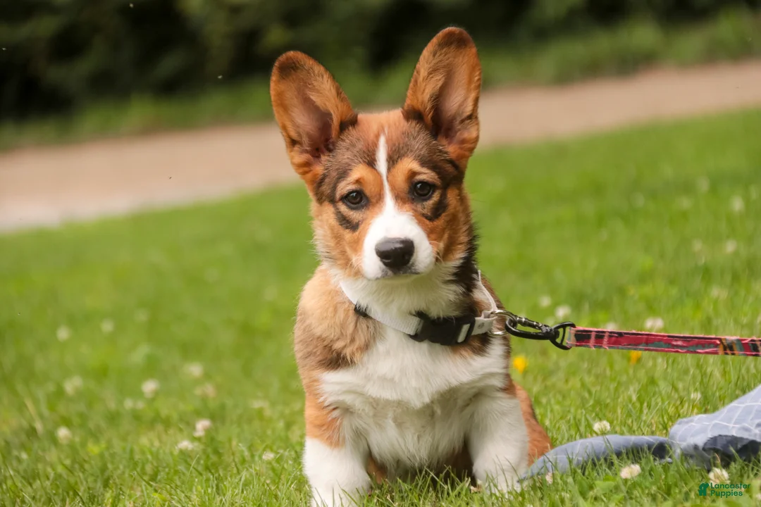 Welsh Corgi Pembroke dogs for sale: Giselle - Ad 1