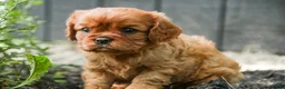 Cavalier King Charles Spaniel dogs for sale: Gemma Cavalier King Charles Spaniel  - Ad 3