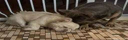 French Bulldog dogs for sale: Dolce  - Ad 19