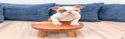 Boston Terrier dogs for sale: Grace - Ad 8