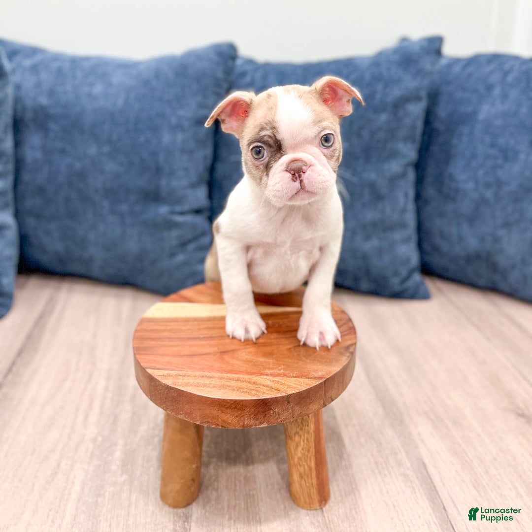 Boston Terrier dogs for sale: Grace - Ad 8
