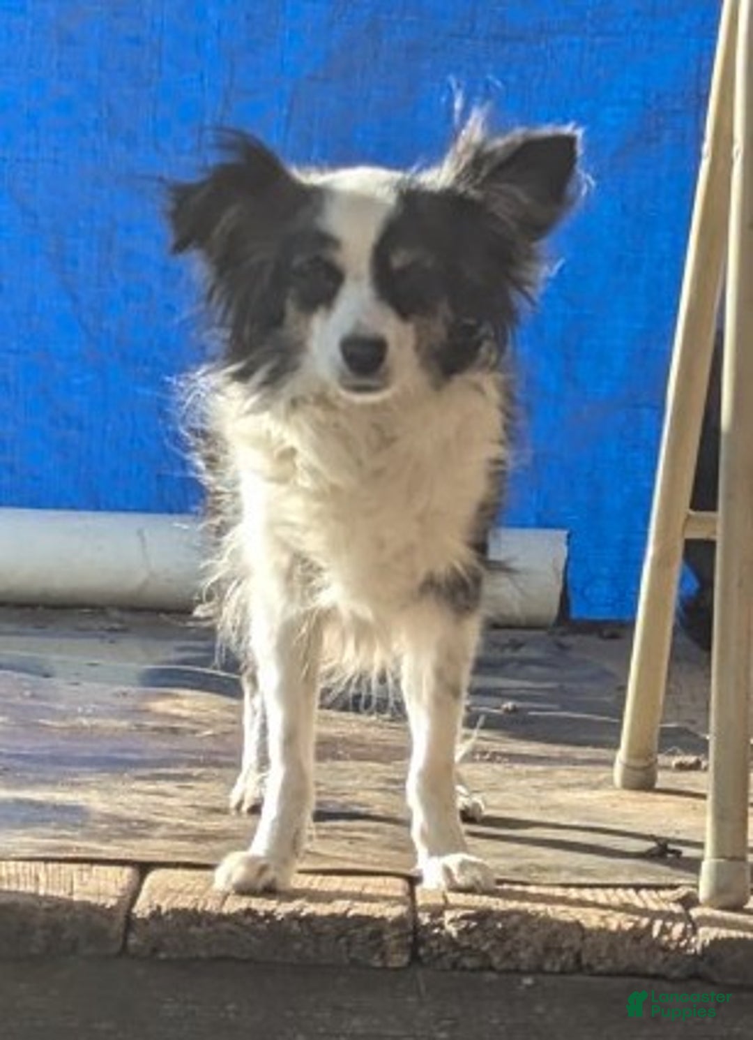 Australian Shepherd dogs for sale: NESSIE - Ad 1