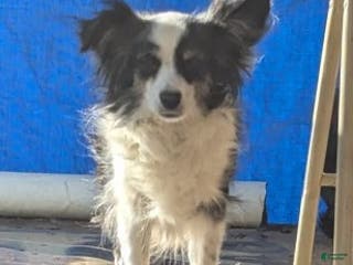 Australian Shepherd dogs NESSIE - Ad 17