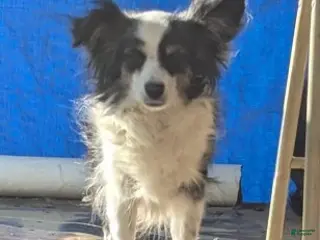 Australian Shepherd dogs NESSIE - Ad 10