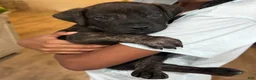 South African Boerboels dogs for sale: Onyx - Ad 5