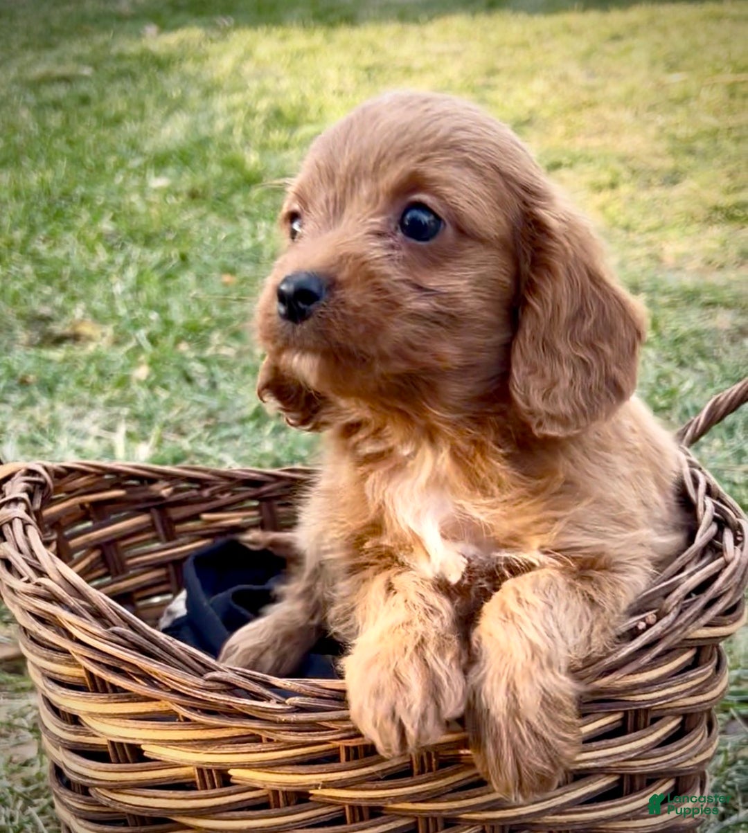 Cavapoo dogs for sale: Bentley - Ad 3