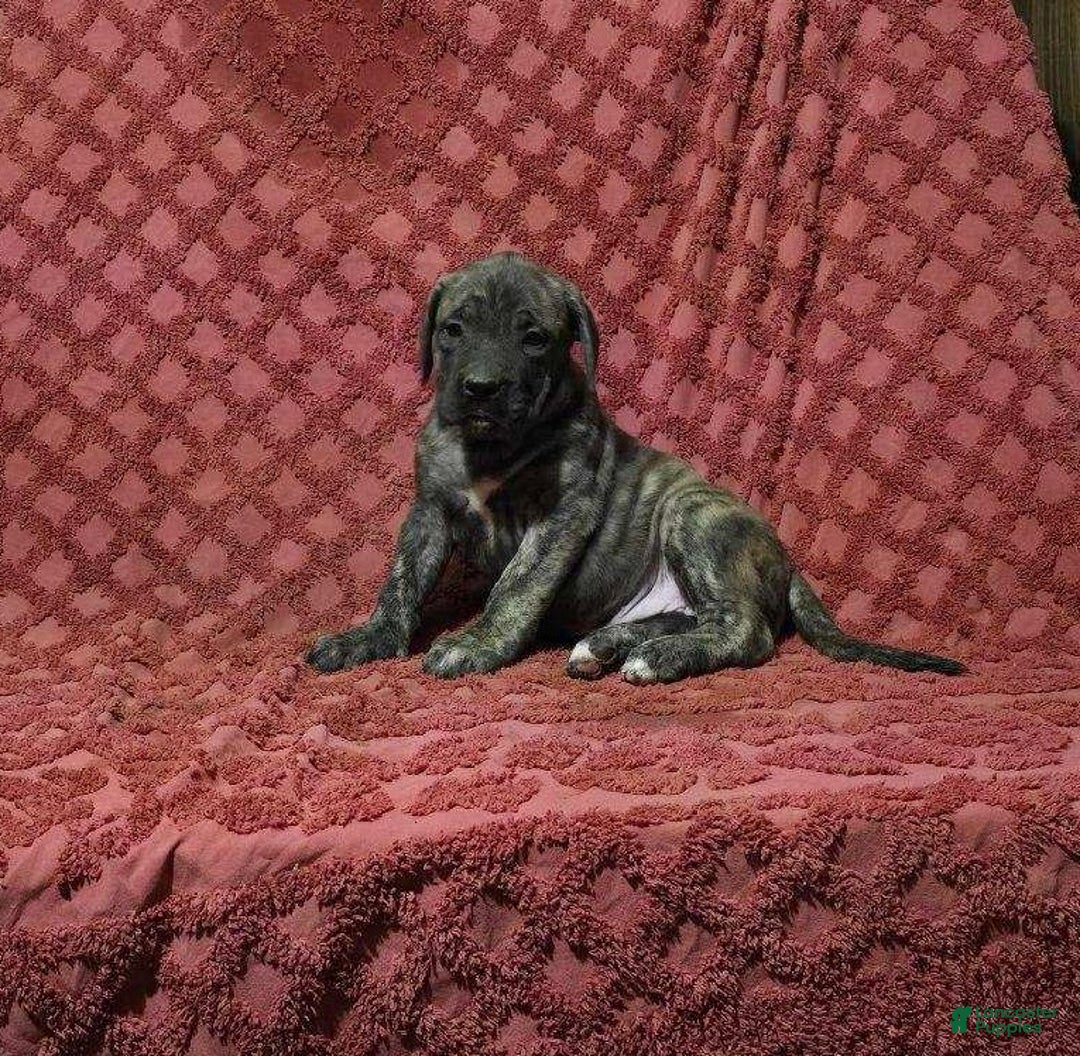 English Mastiff dogs for sale: Annie - Ad 2