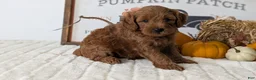 Mini Goldendoodle dogs for sale: Axel - Ad 7