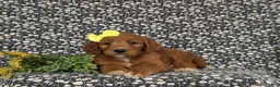 Goldendoodle dogs for sale: Venus - Ad 5