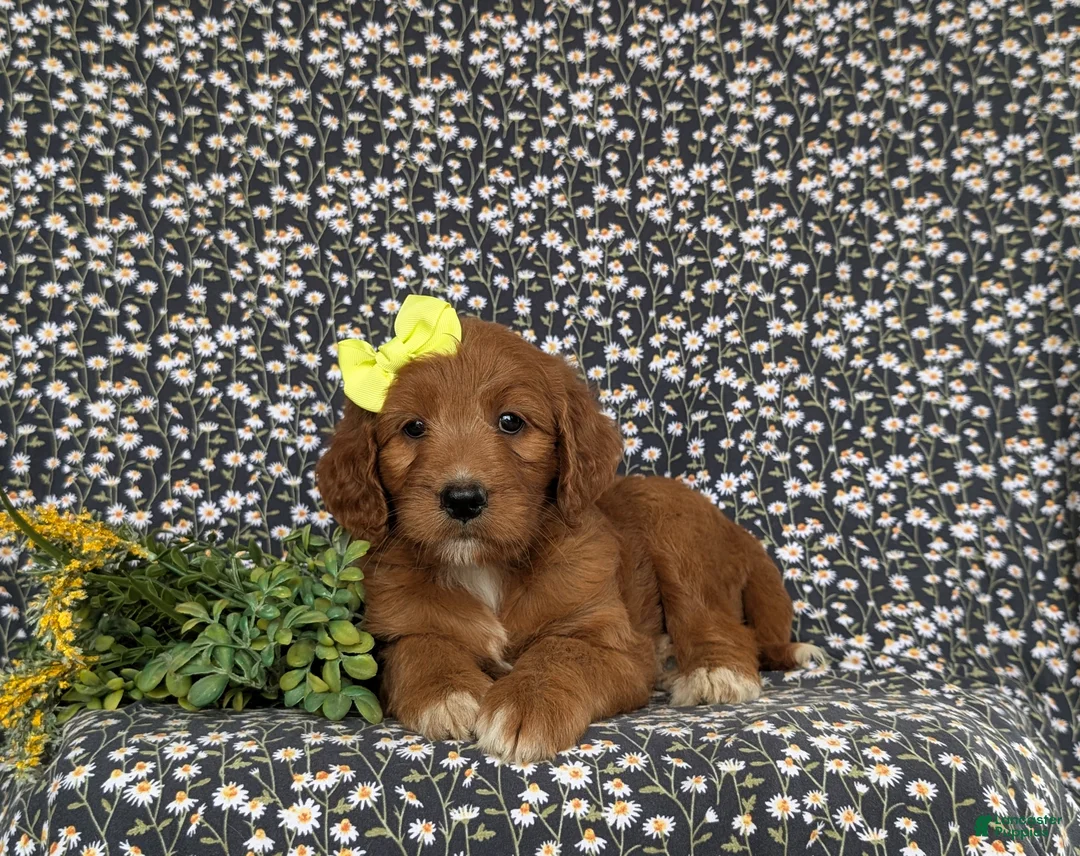 Goldendoodle dogs for sale: Venus - Ad 5