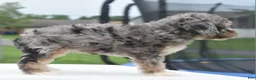 Toy Poodle dogs for sale: Dixie  - Ad 21