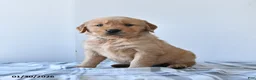 Golden Retriever dogs for sale: Rosie - Ad 1