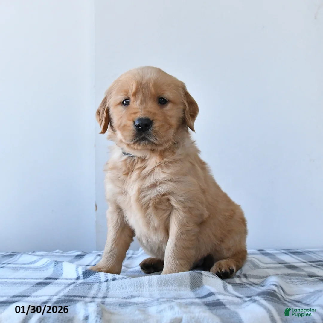 Golden Retriever dogs for sale: Rosie - Ad 1