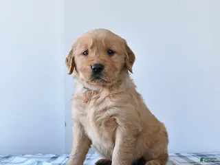 Golden Retriever dogs Rosie - Ad 7