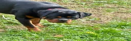 Rottweiler dogs for sale: Rottweiler Puppy 1 - Ad 4