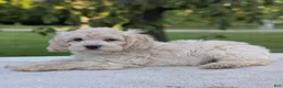 Cockapoo dogs for sale: Alfie - Ad 3