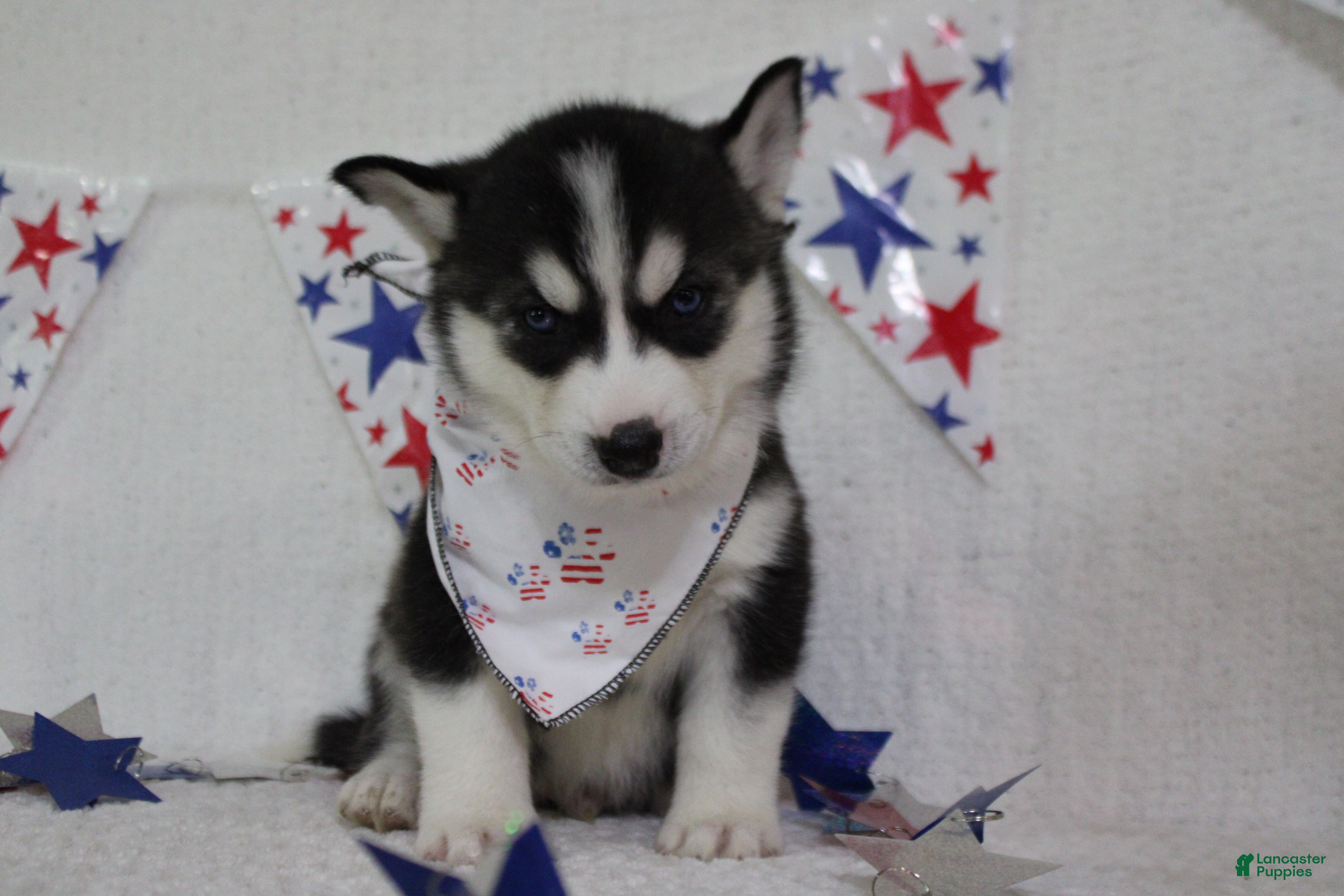 Siberian Husky dogs Storm  - Ad 5