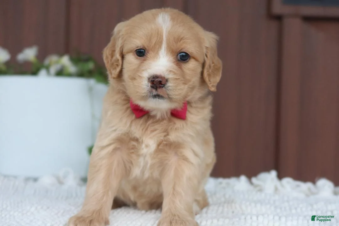 Miniature Golden Retriever dogs for sale: Miniature Golden Retriever Puppy 3 - Ad 2