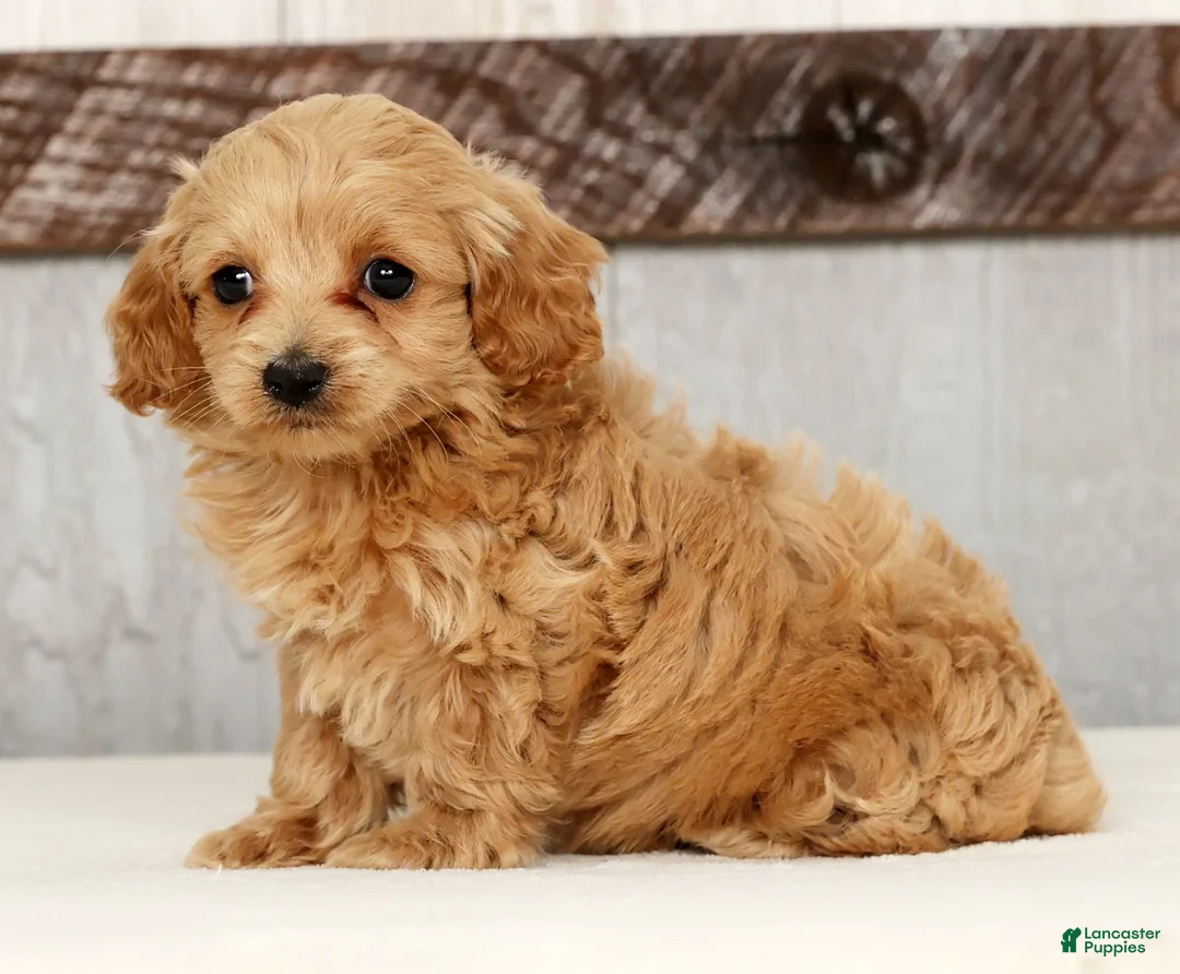 Cockapoo dogs for sale: Heidi - Ad 5