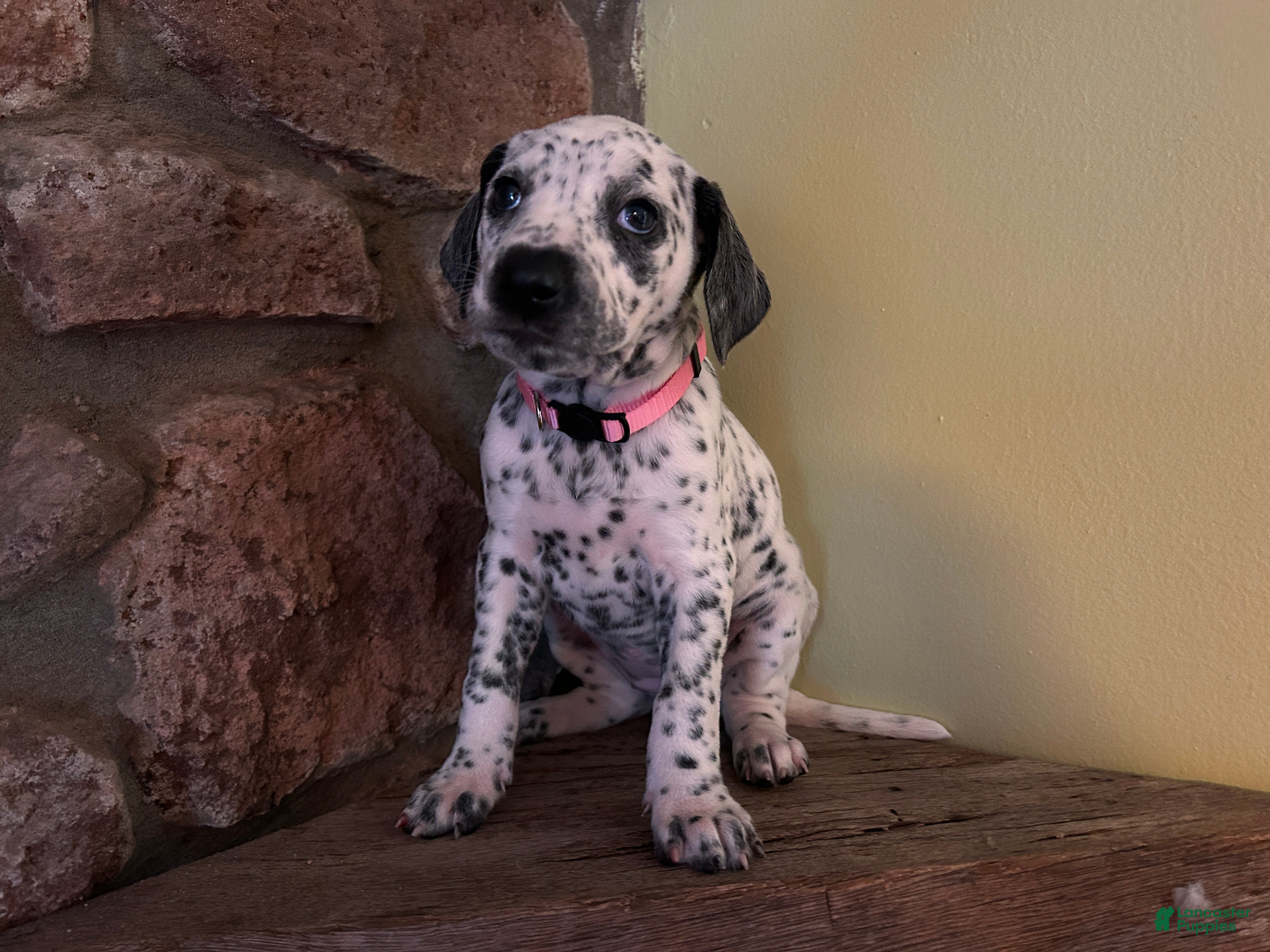 Mixed Breed dogs 🐊Croc Dalmatian/GSP - Ad 1