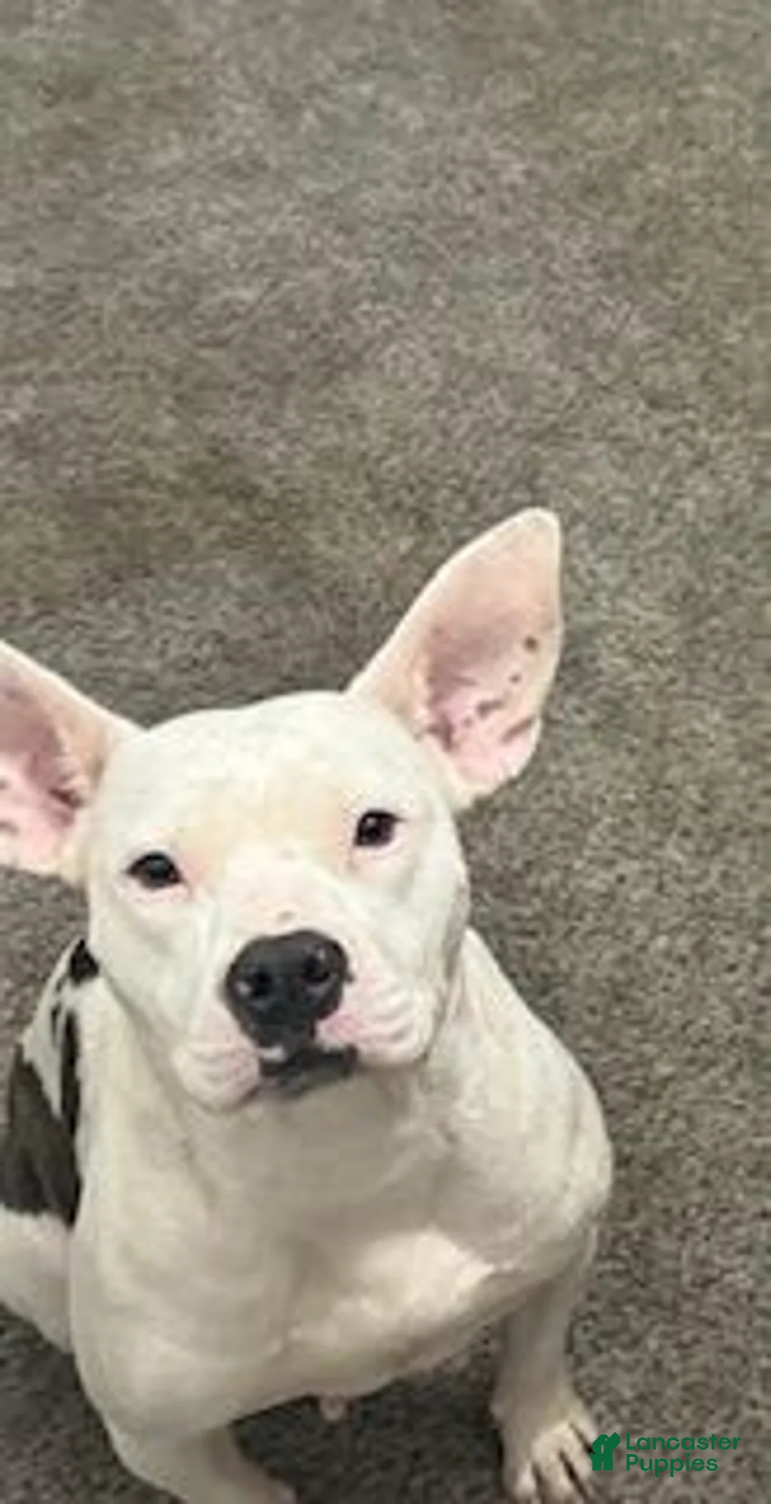 Mixed Breed dogs for sale: Female 3 - Ad 2