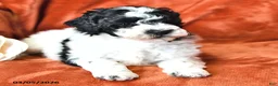 Mini Aussiedoodle dogs for sale: Snoopy - Ad 3