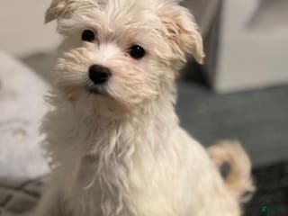Havanese dogs Crystal - Ad 39