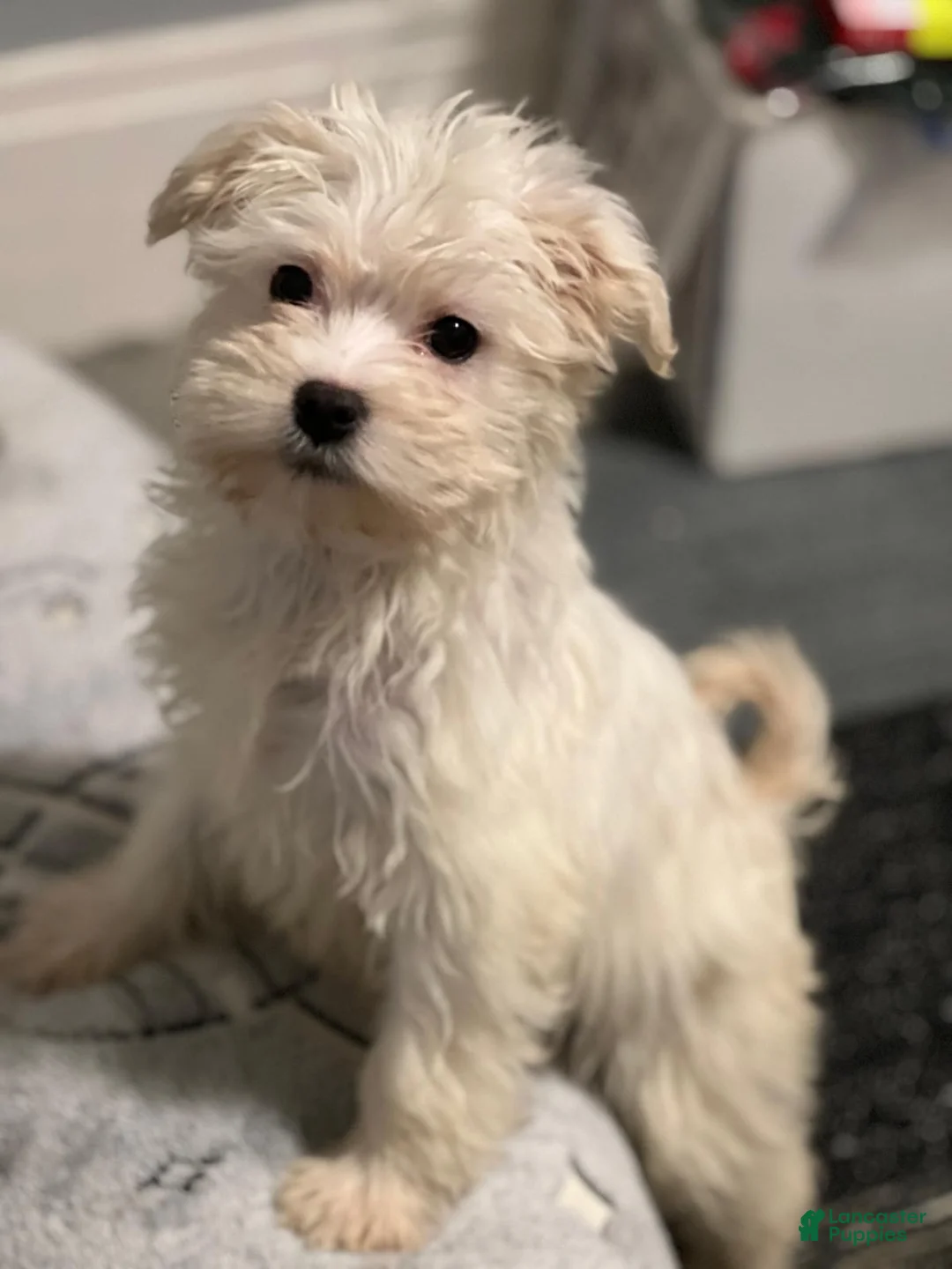 Havanese dogs for sale: Crystal - Ad 1