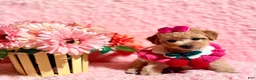 Toy Poodle dogs for sale: Tiffany Poodle toy - Ad 2