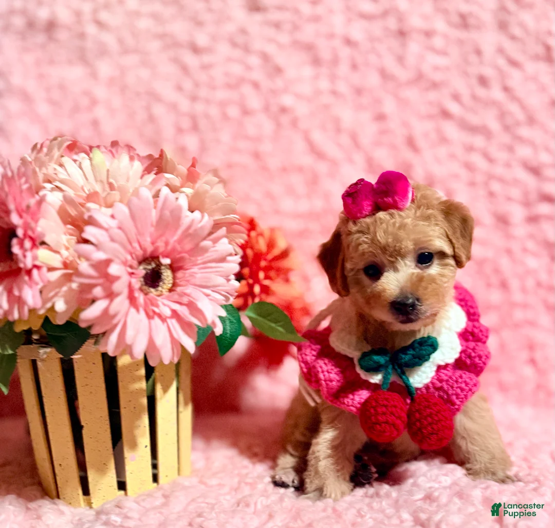 Toy Poodle dogs for sale: Tiffany Poodle toy - Ad 2