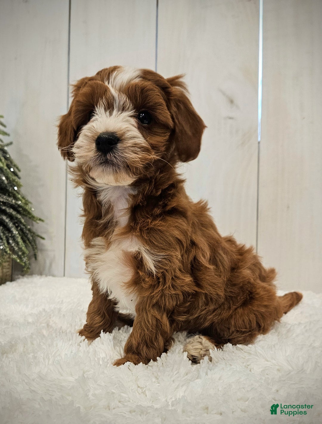 Mini Goldendoodle dogs for sale: Charlie F1B mini - Ad 2