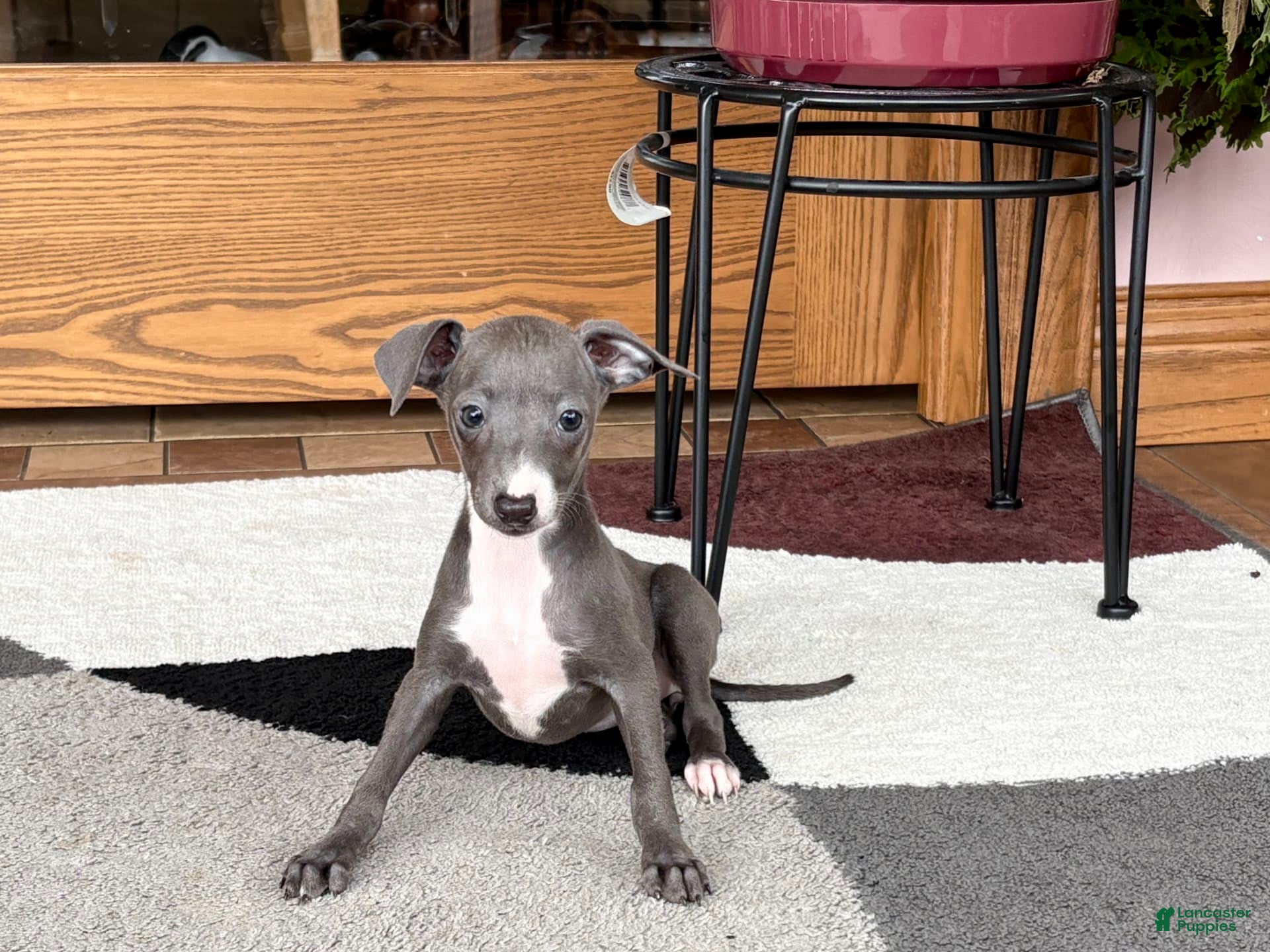 Italian Greyhound Puppies For Sale Italian Greyhound Dog Price