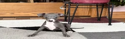 Italian Greyhound dogs for sale: Sara - Ad 2